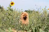 CHOW CHOW 069